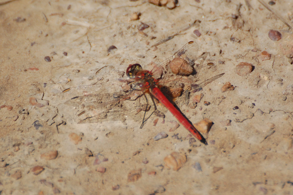 Libellula dal Sud Africa:  Sympetrum fonscolombii